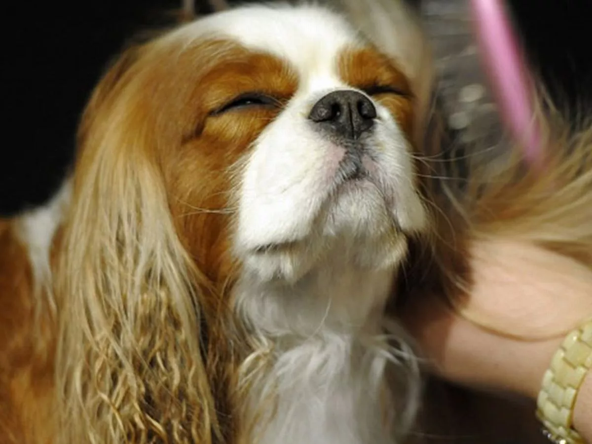 découvrez la signification du cavalier de denier dans le tarot : interprétations en amour, travail et finances, ainsi que ses messages lorsqu'il apparaît en tirage.