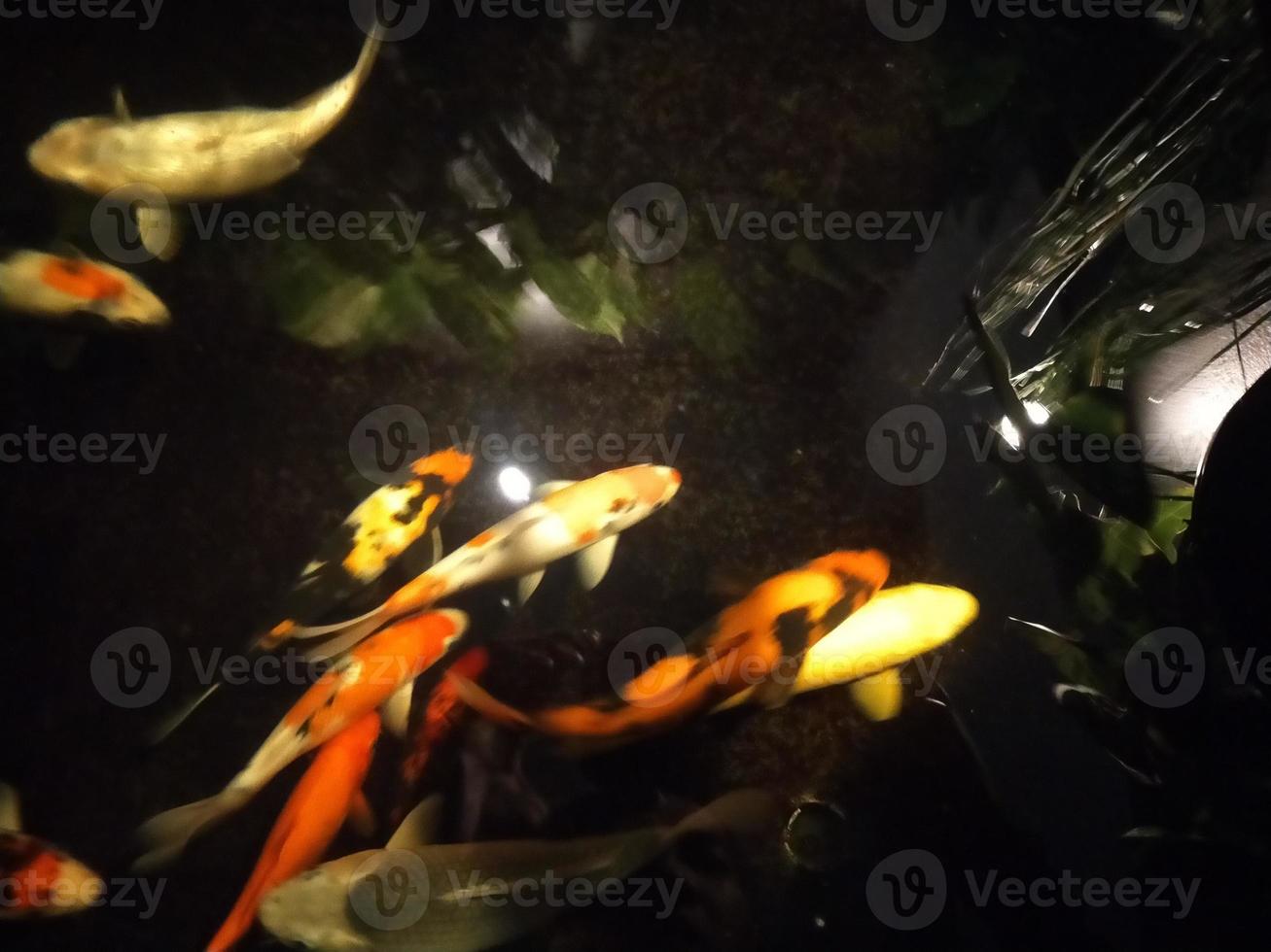 découvrez l'oracle animaux pour recevoir des conseils intuitifs et guider votre vie avec sagesse et bienveillance.