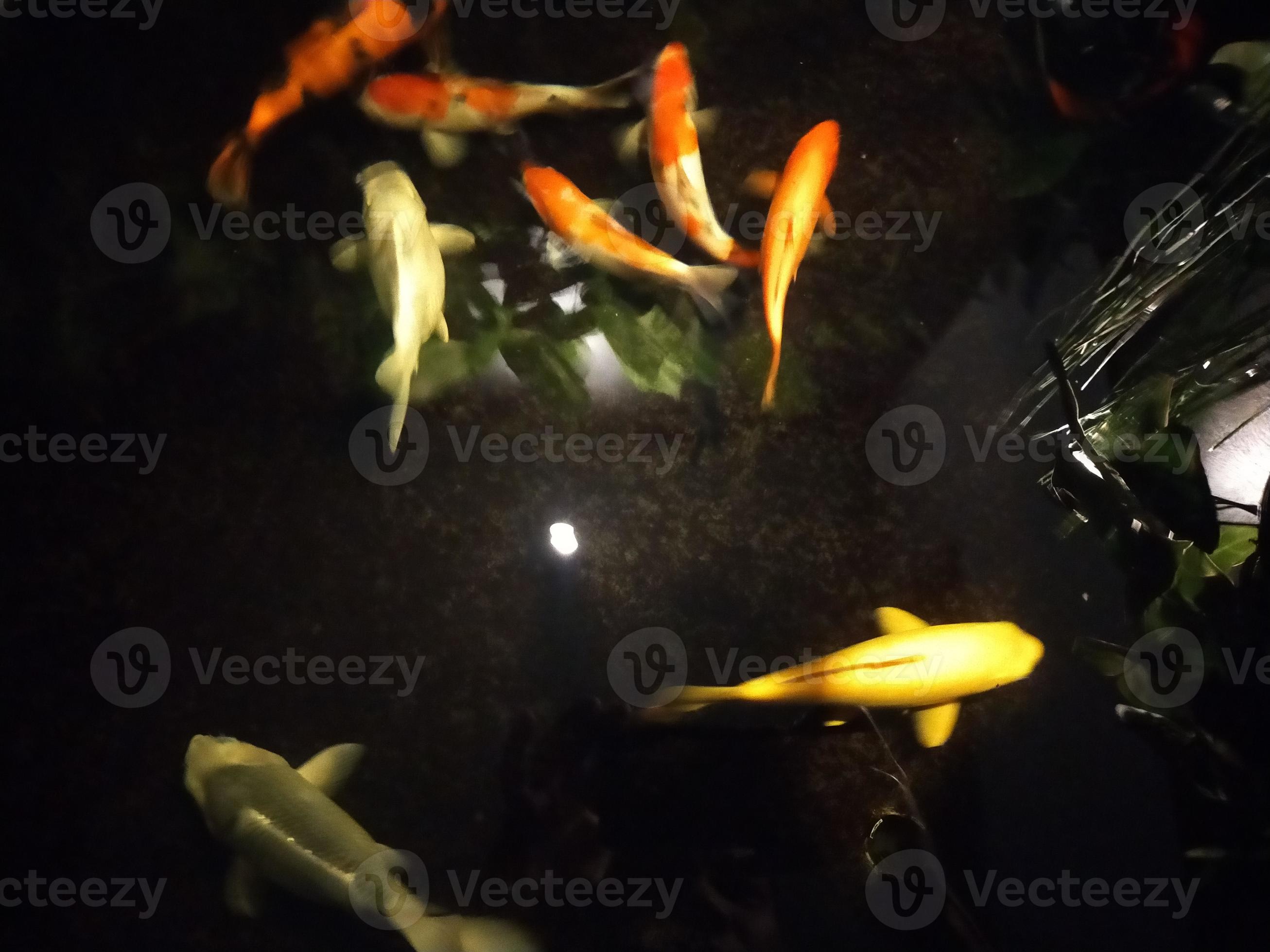 découvrez l'oracle animaux pour recevoir des conseils inspirants et guider votre vie avec la sagesse des animaux.